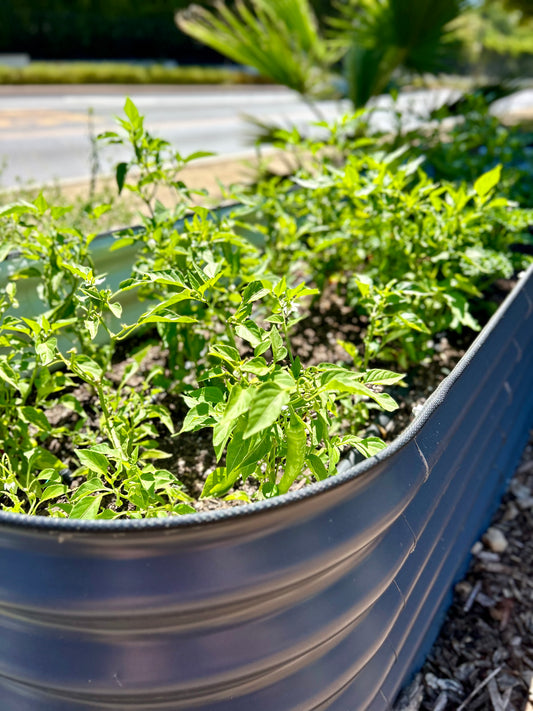 Raised Beds